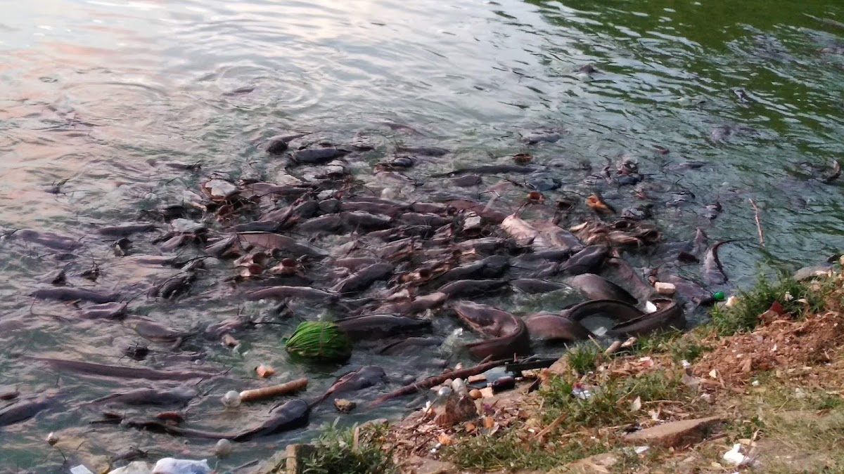 Jaya Prakash Narayana Park photo 3