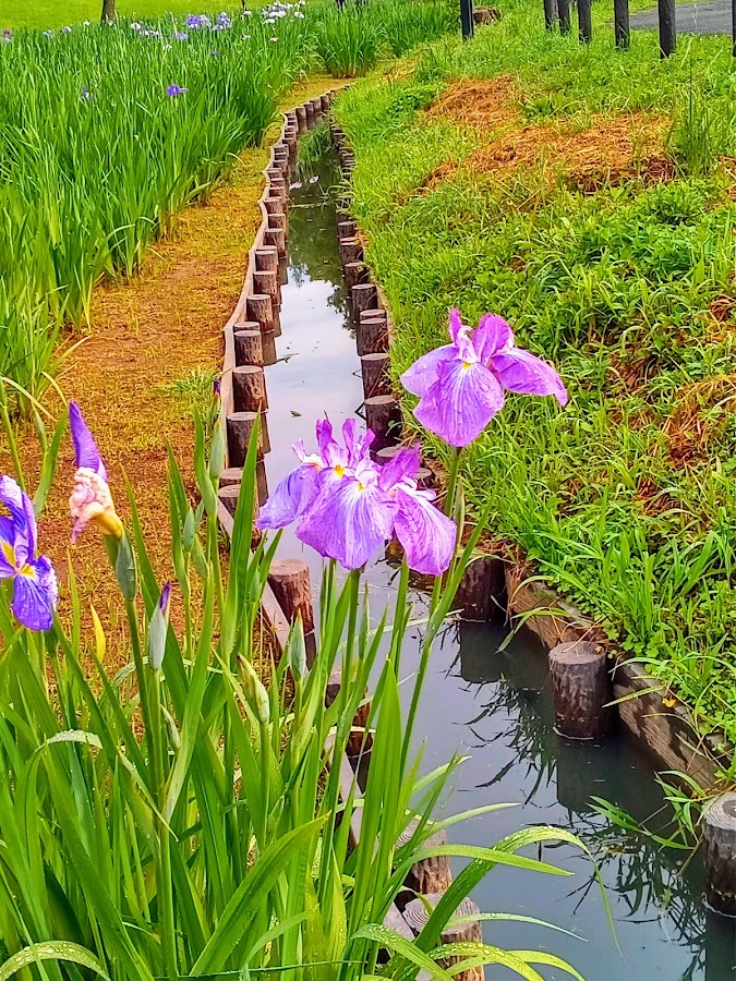 Mizumoto Park photo 8