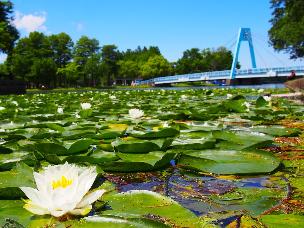 Mizumoto Park photo 9