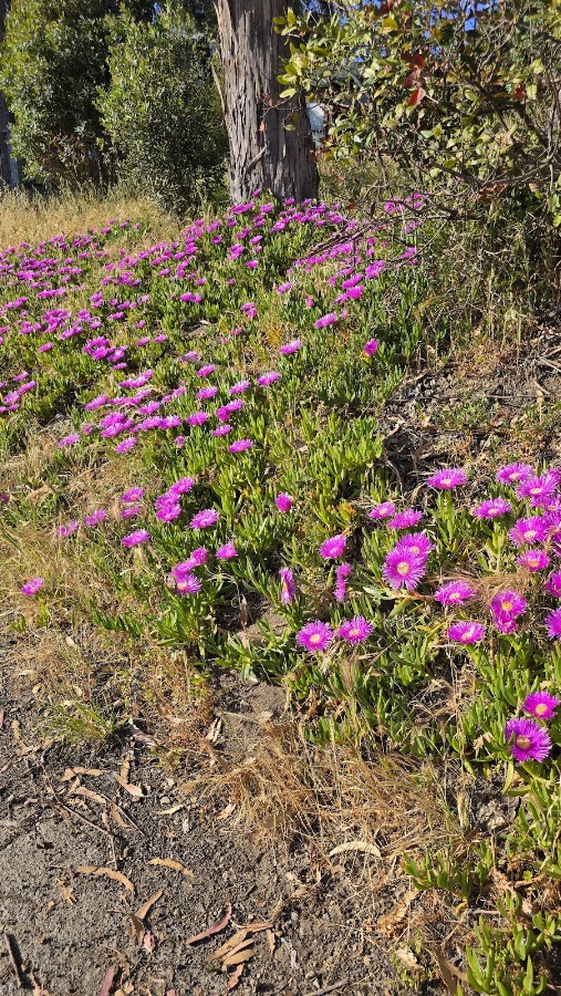 Miller/Knox Regional Shoreline photo 10