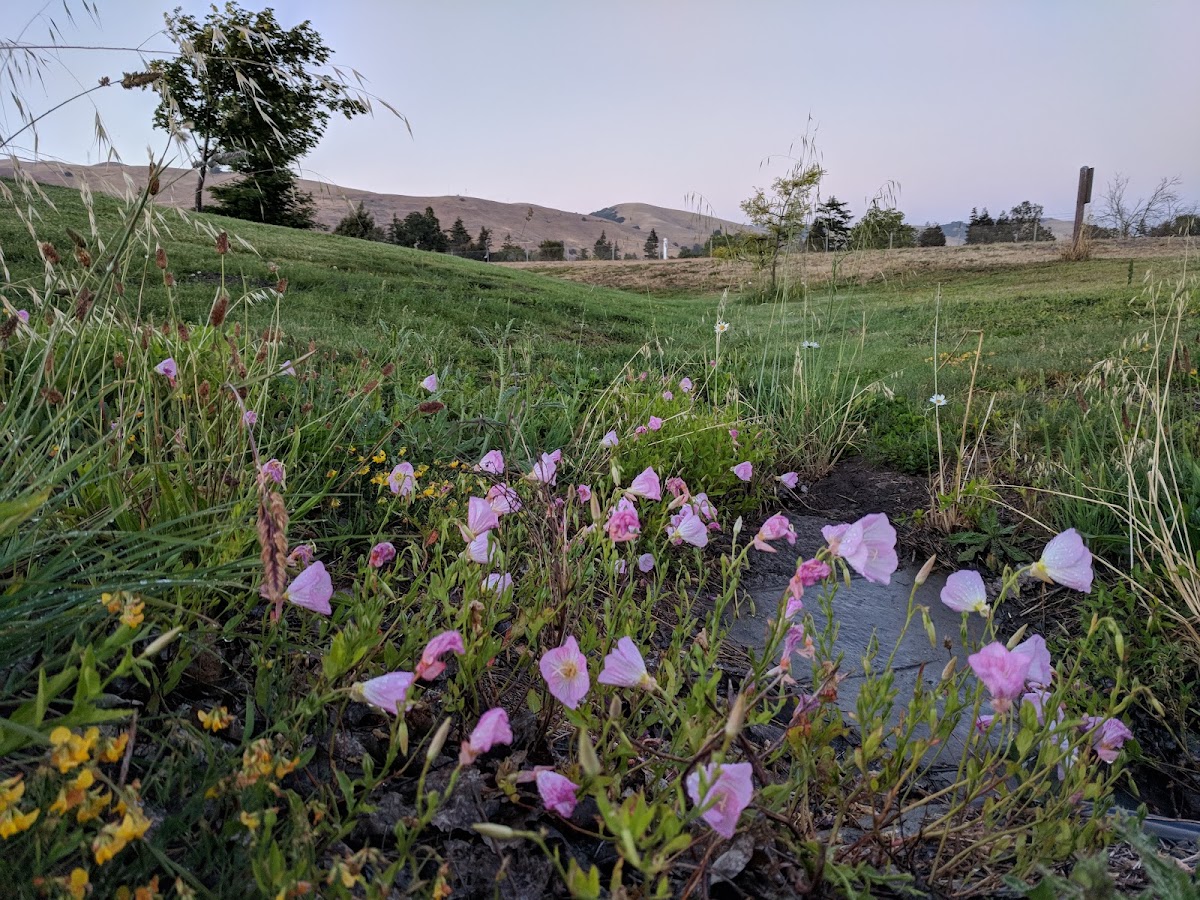 Quarry Lakes Regional Recreation Area photo 7