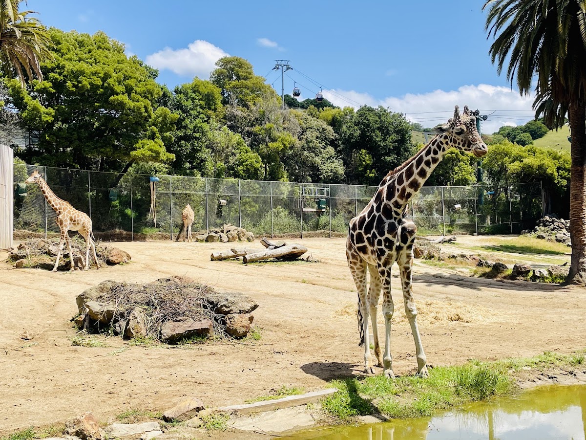 Oakland Zoo photo 3