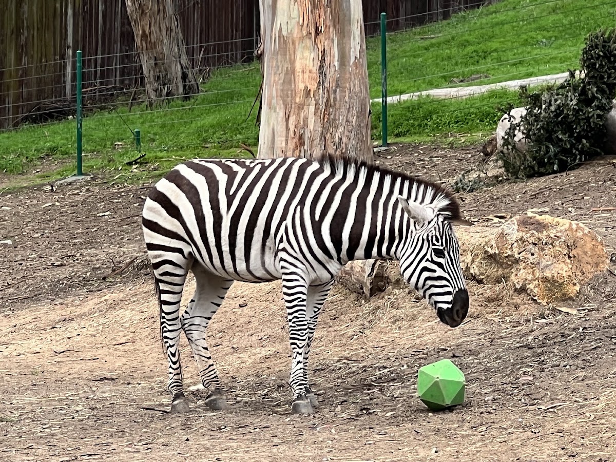 Oakland Zoo photo 4