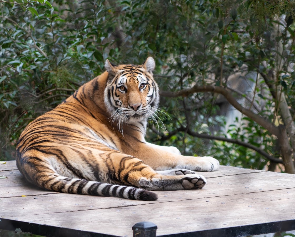 Oakland Zoo photo 7
