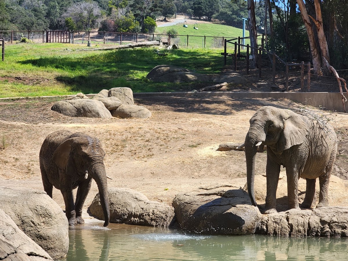 Oakland Zoo photo 8