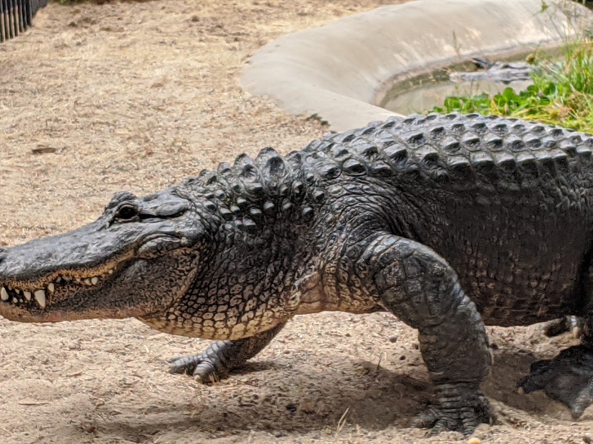Oakland Zoo photo 9