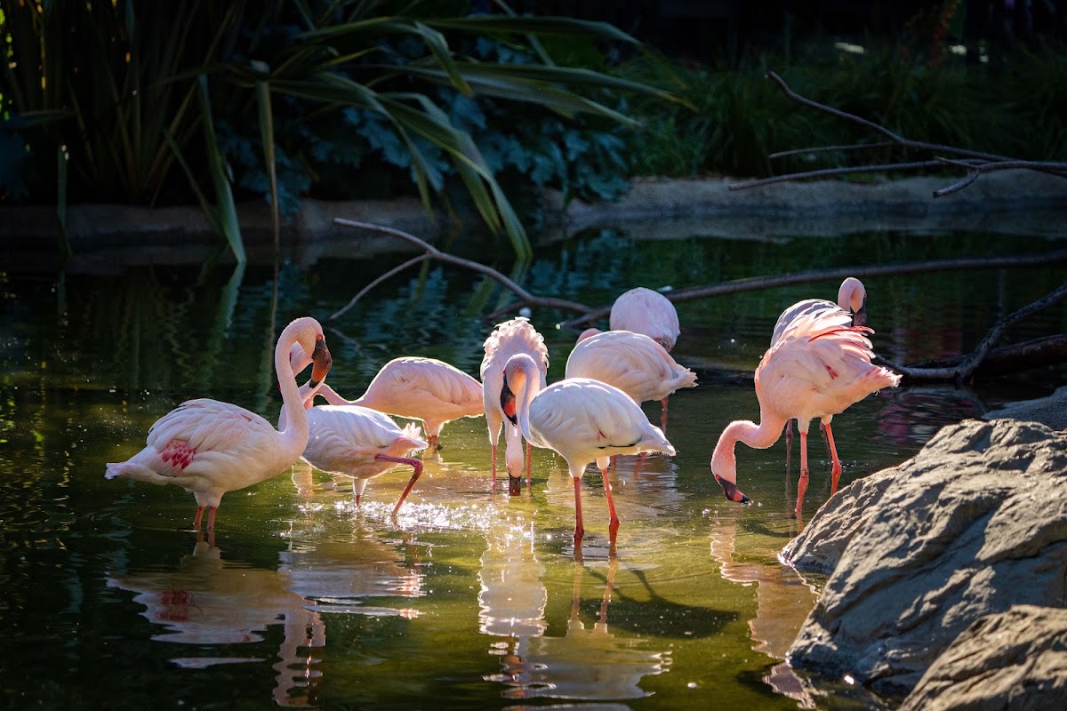 Oakland Zoo photo 10