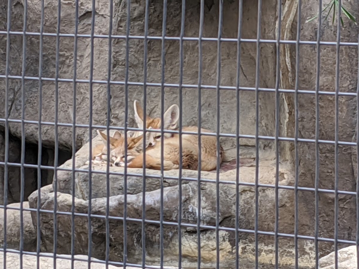 Happy Hollow Park & Zoo photo 9