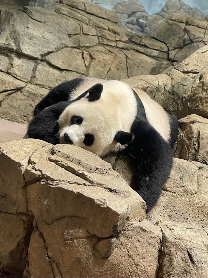 Smithsonian National Zoological Park photo 2