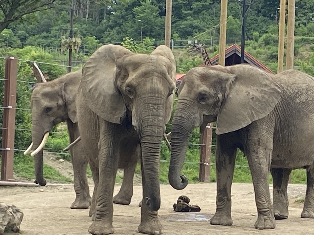 Smithsonian National Zoological Park photo 5