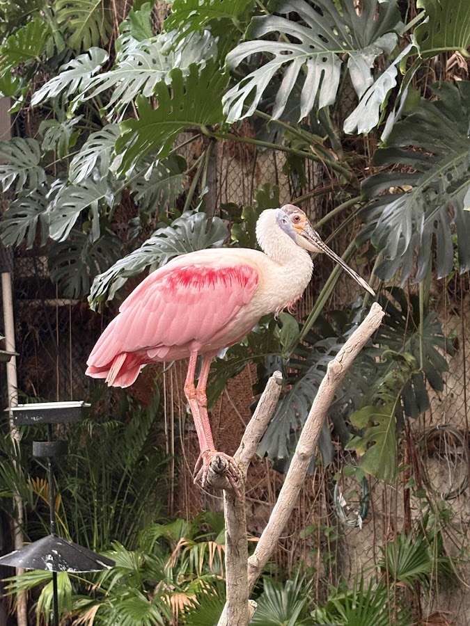 Smithsonian National Zoological Park photo 8