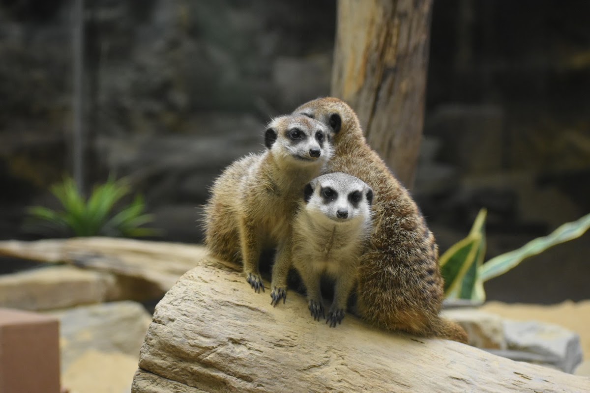 Smithsonian National Zoological Park photo 9