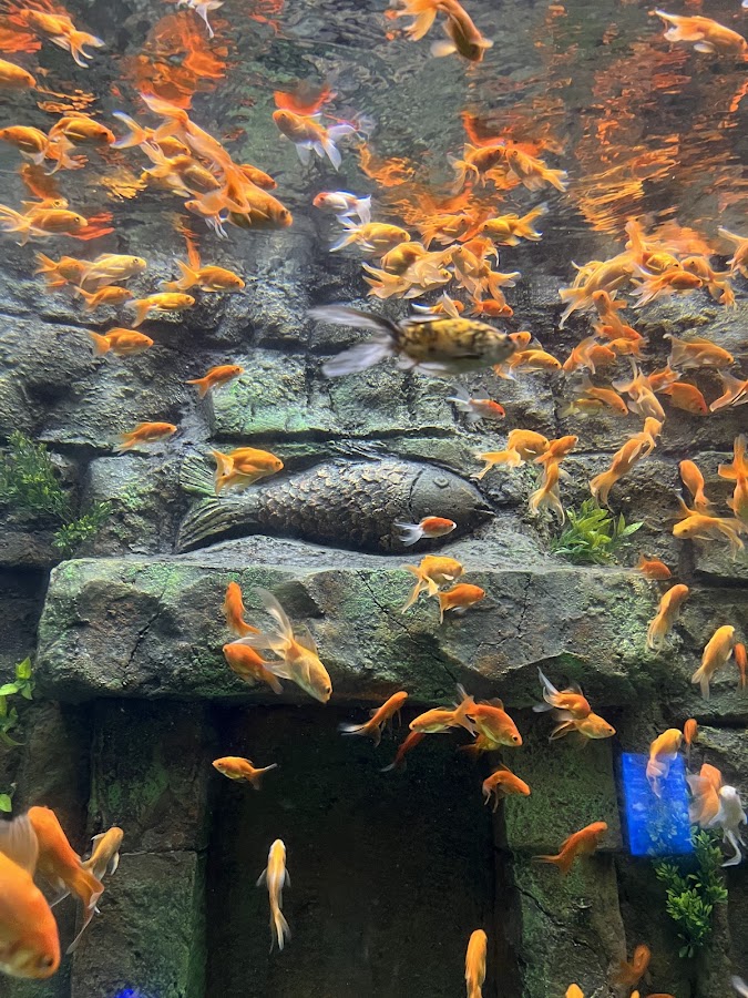 Aquatic Gallery - Science City photo 2