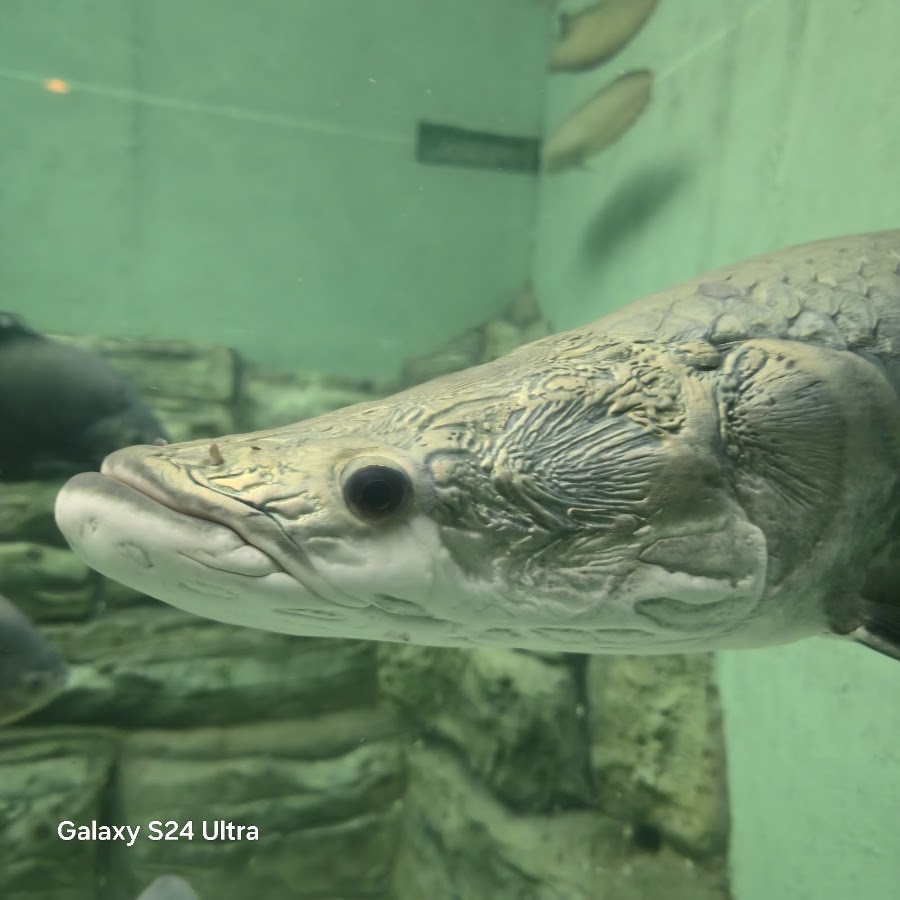 Aquatic Gallery - Science City photo 3