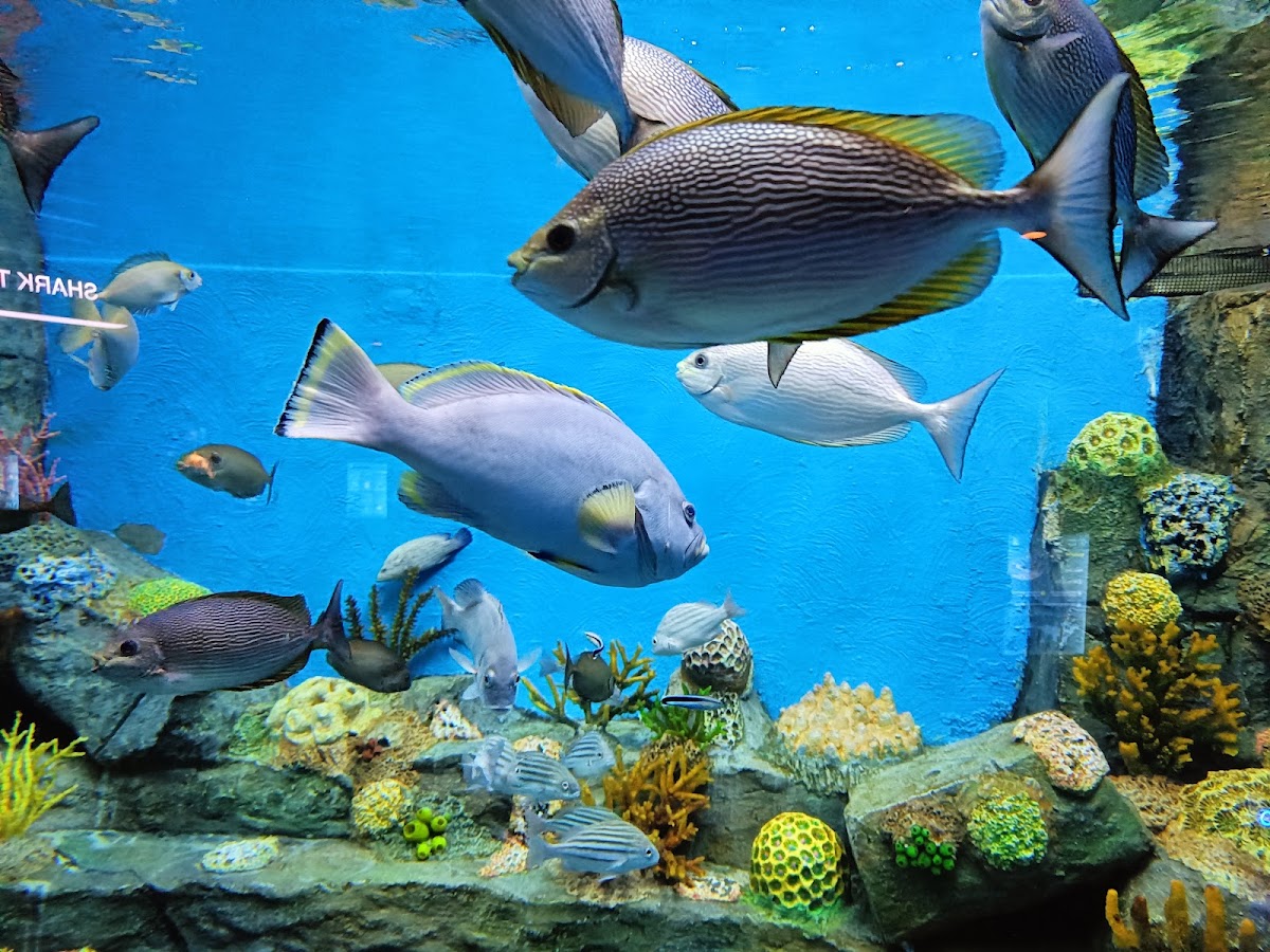 Aquatic Gallery - Science City photo 4