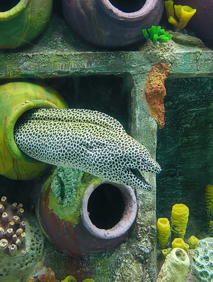 Aquatic Gallery - Science City photo 7