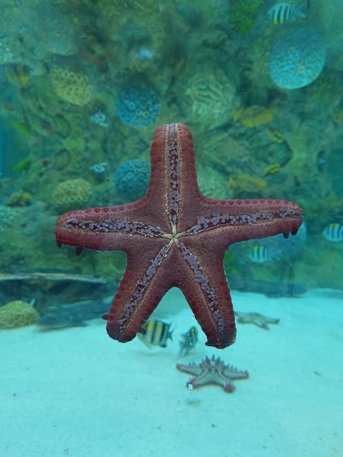 Aquatic Gallery - Science City photo 10