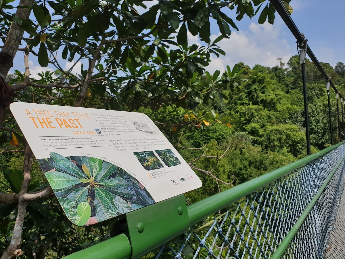 TreeTop Walk photo 10