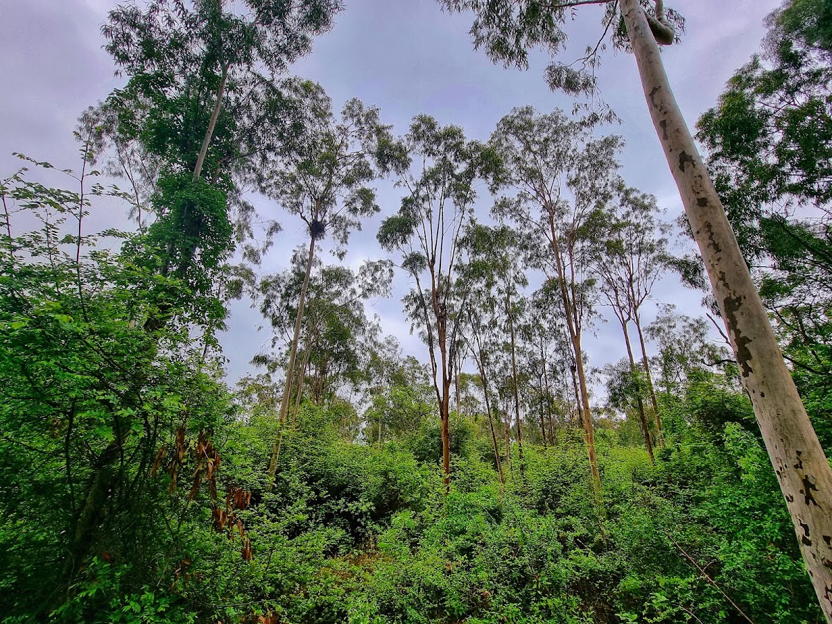 Kadugodi Tree Park photo 10