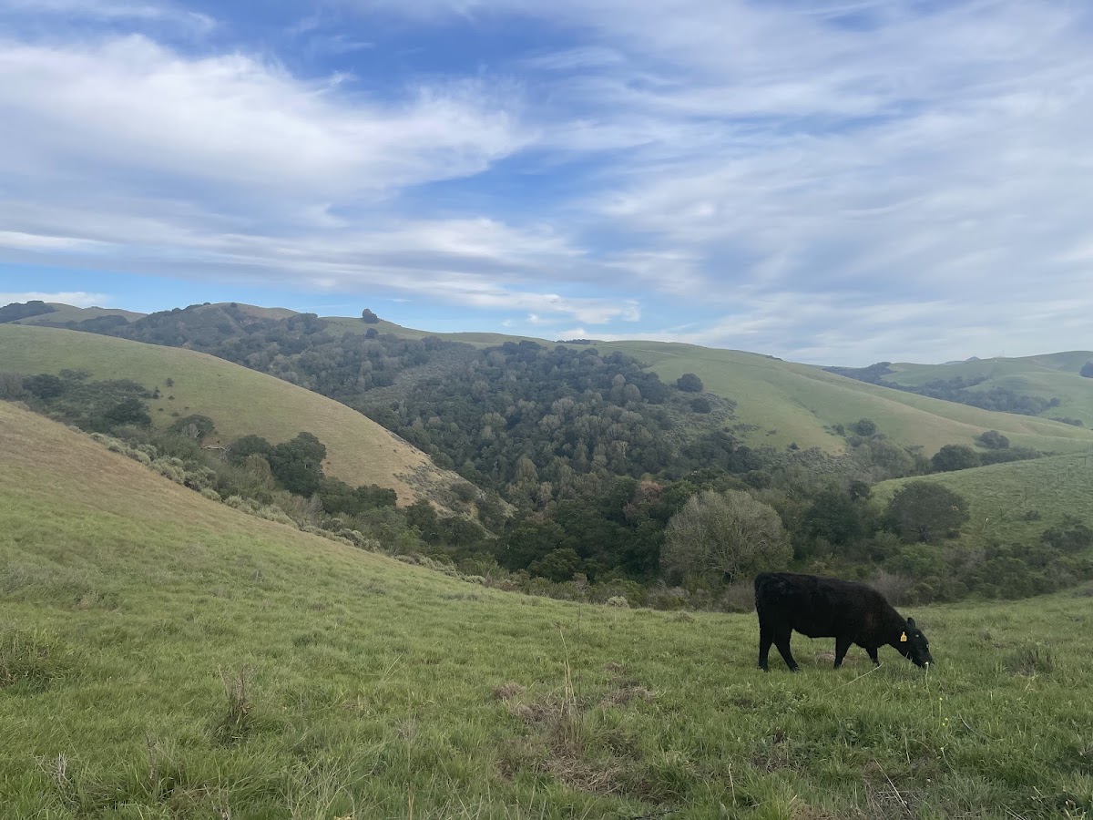 Dry Creek Pioneer Regional Park photo 3