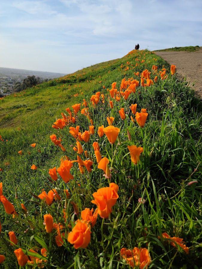 Dry Creek Pioneer Regional Park photo 10