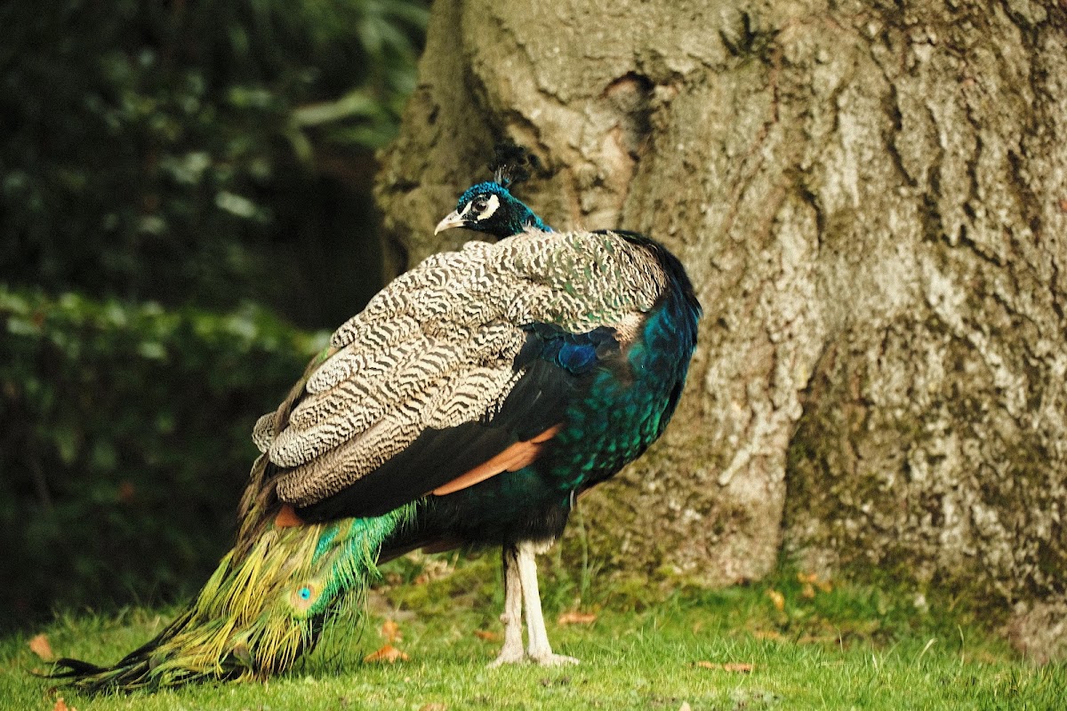 Holland Park photo 4