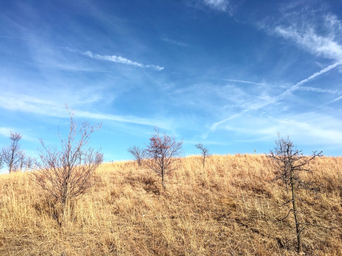 Palmisano (Henry) Park photo 10