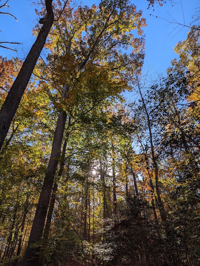 Greenbelt Park photo 3