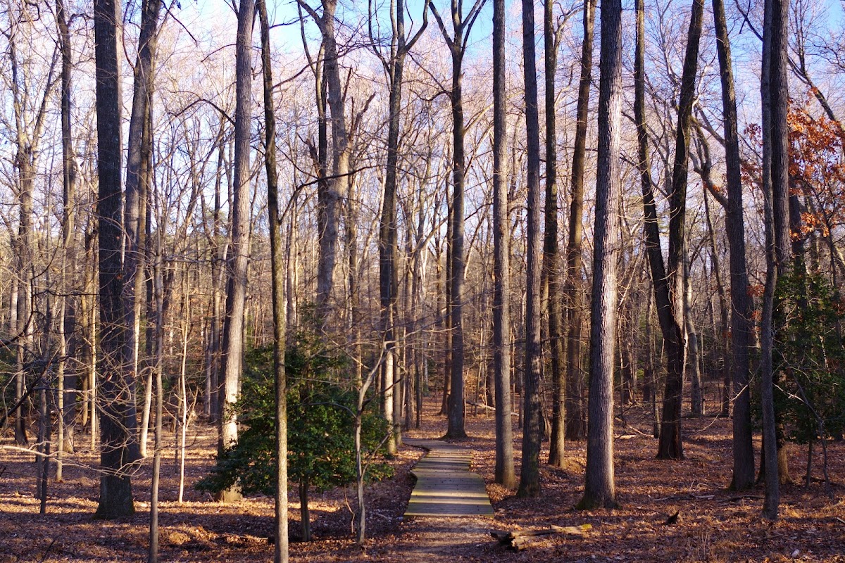 Greenbelt Park photo 4
