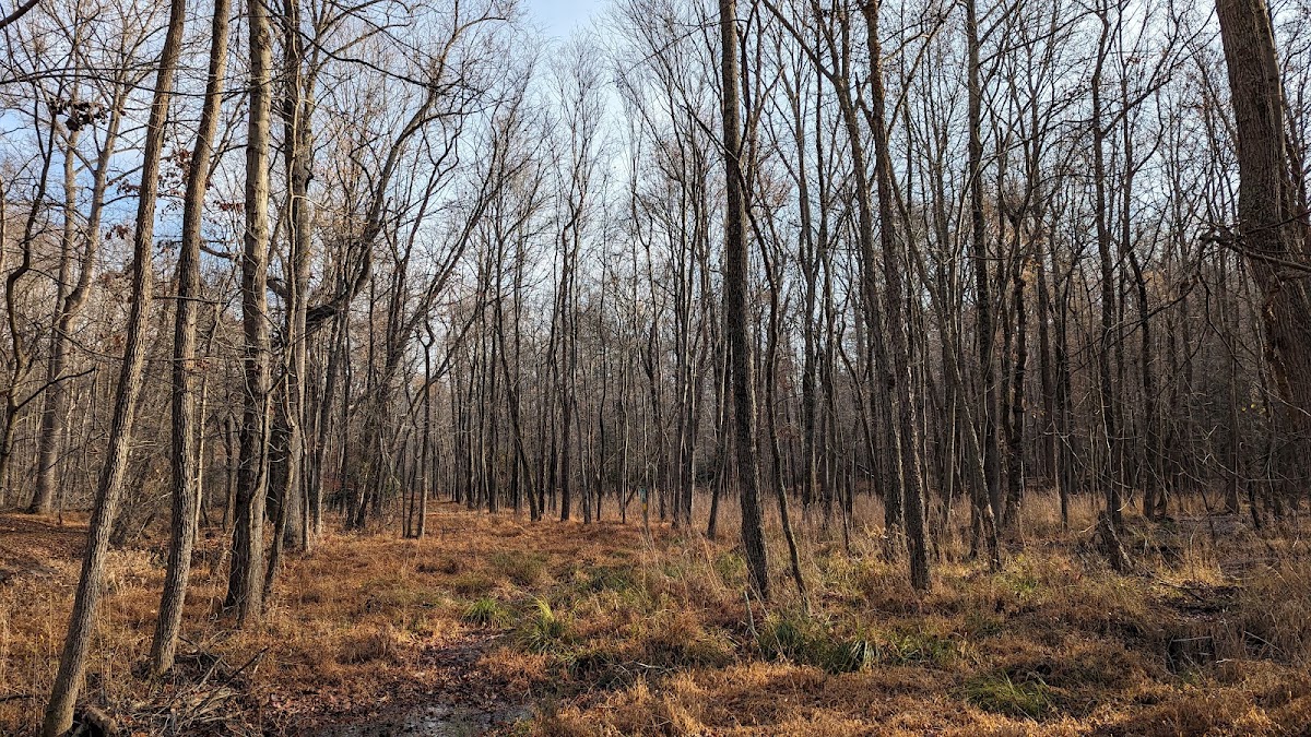 Greenbelt Park photo 7