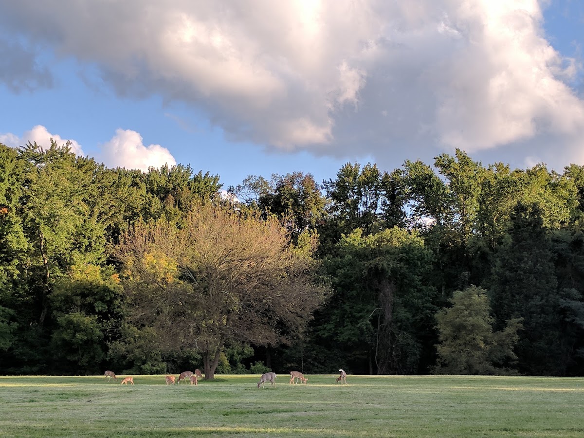 Greenbelt Park photo 9