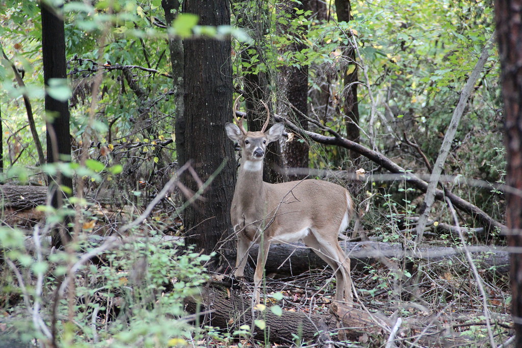 Greenbelt Park photo 10