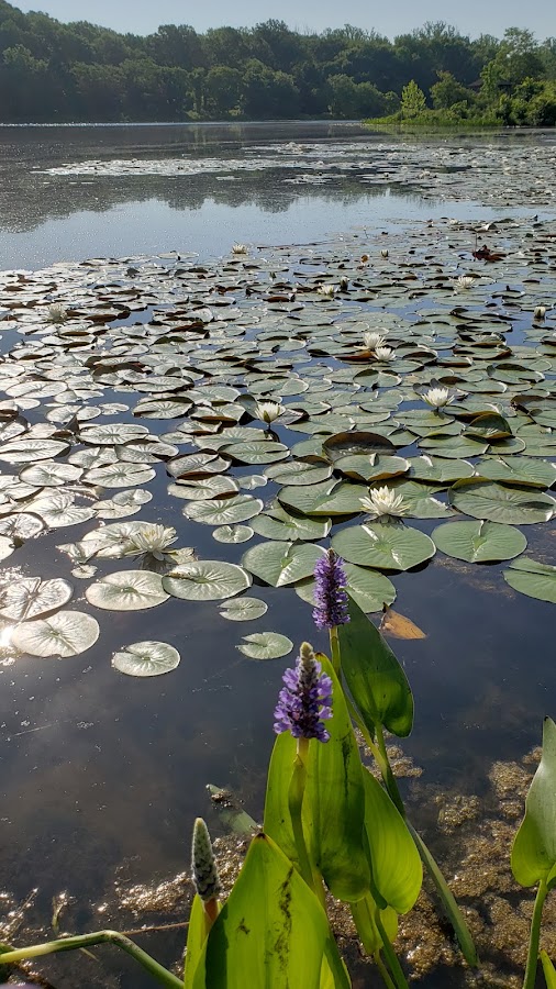 Lake Artemesia Natural Area photo 4