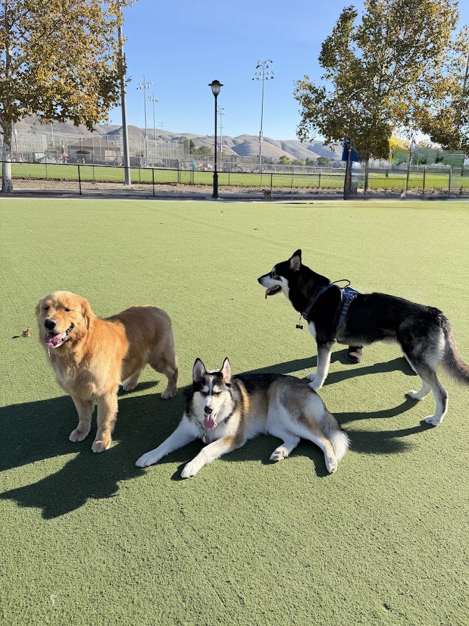 Central Park Dog Park photo 5