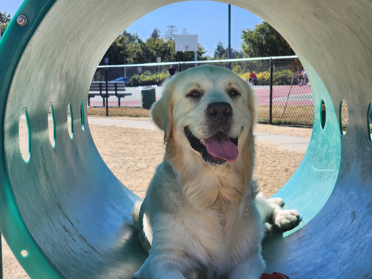 Central Park Dog Park photo 7