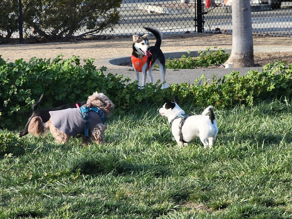 Central Park Dog Park photo 10