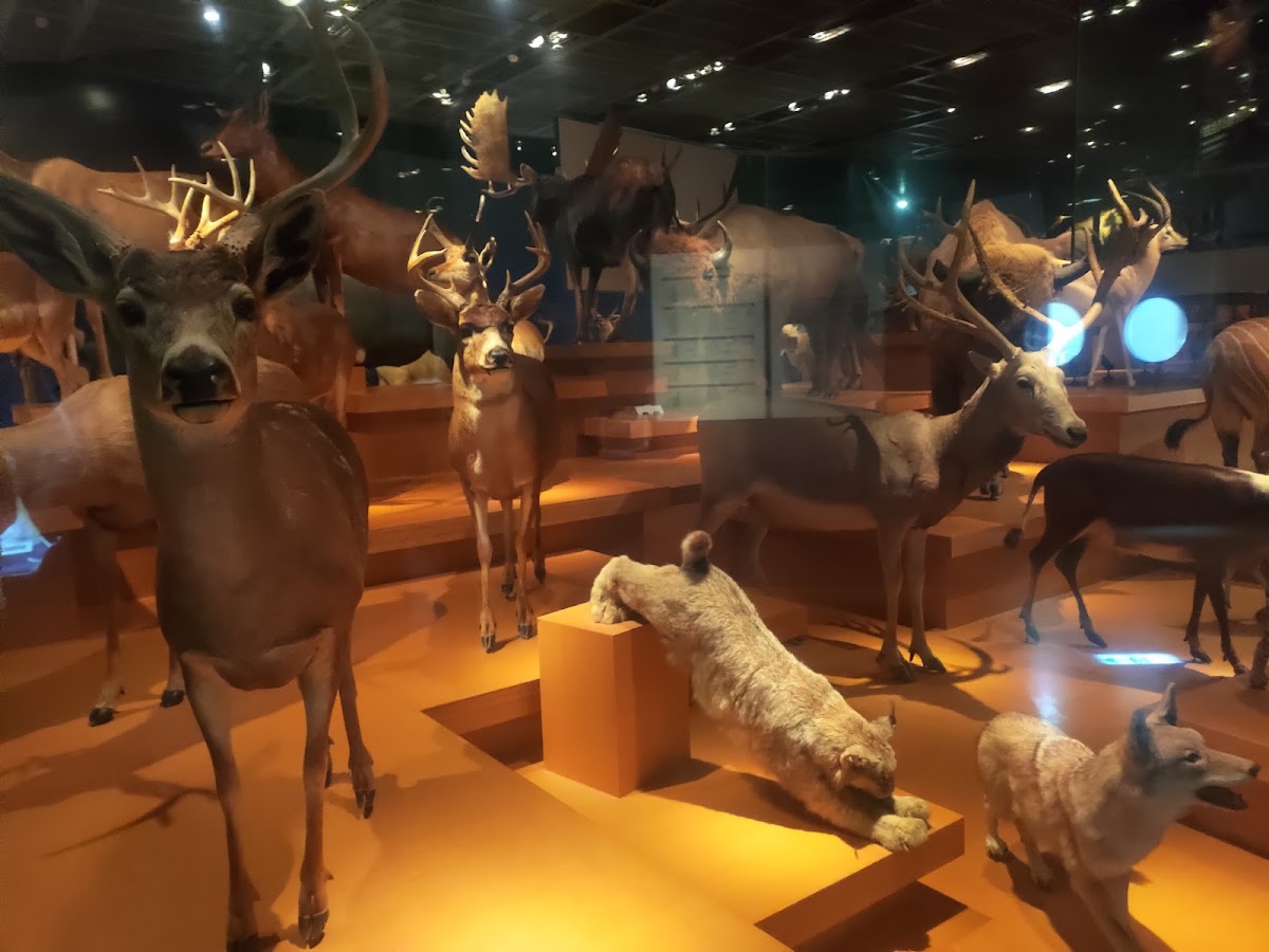 National Museum of Nature and Science photo 5
