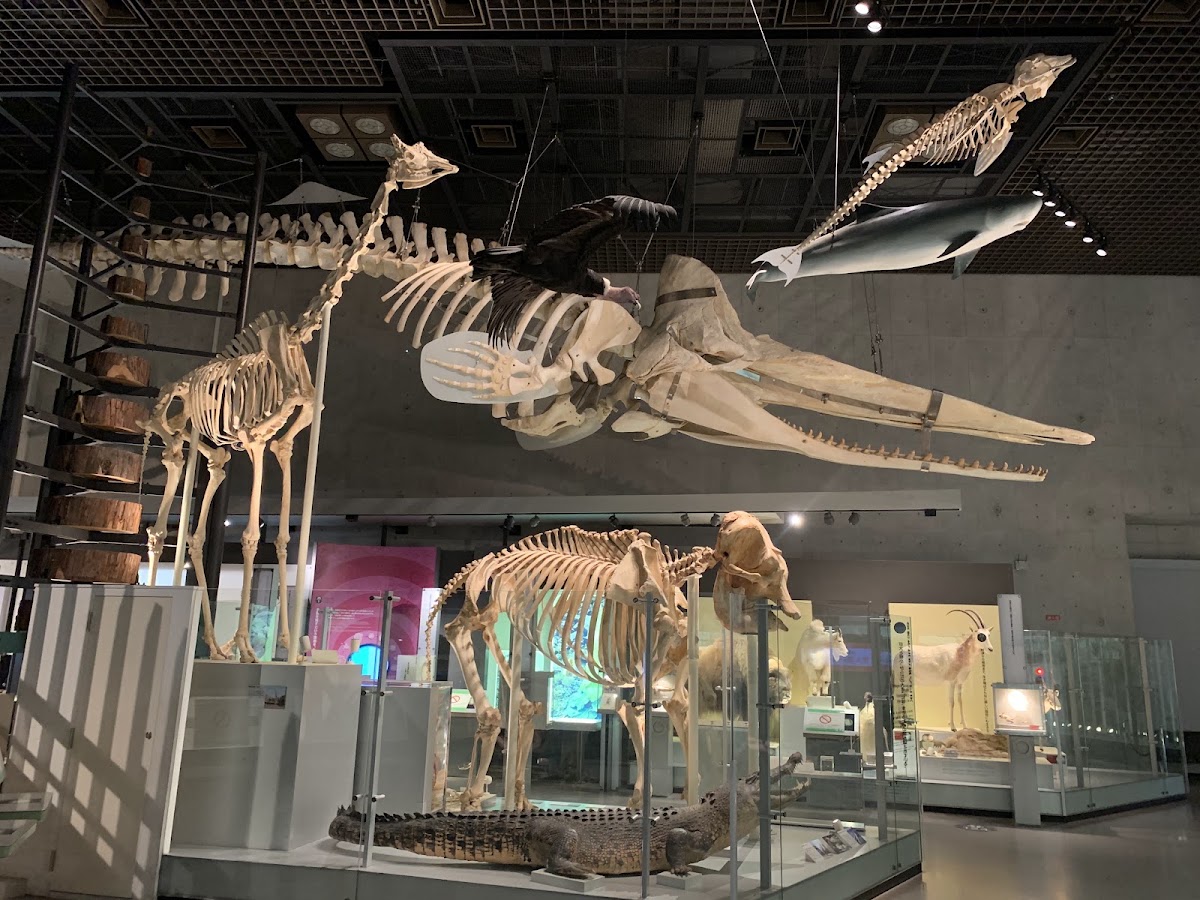 National Museum of Nature and Science photo 7