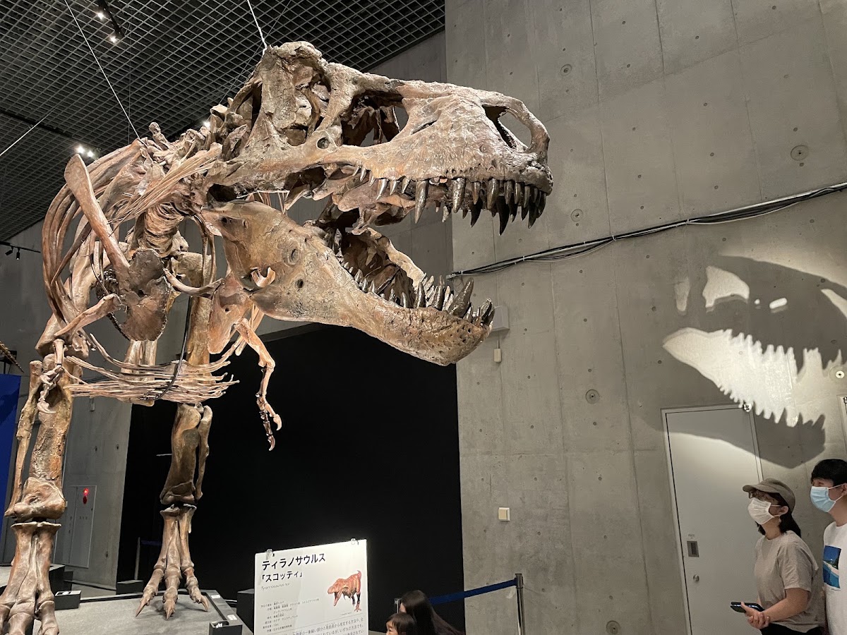 National Museum of Nature and Science photo 8