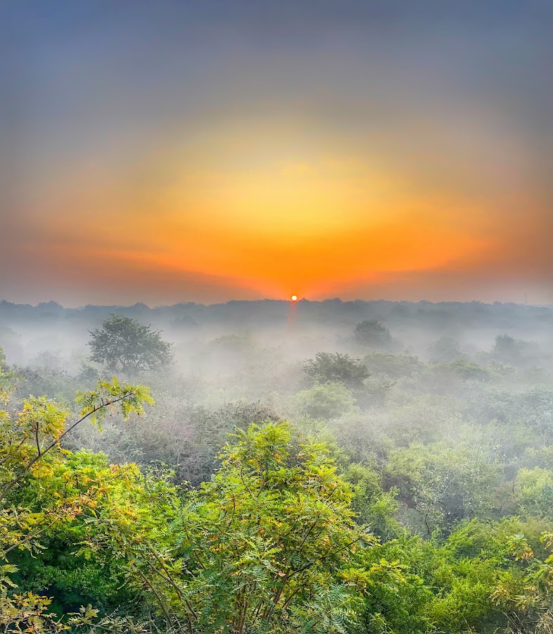 Aravali Biodiversity Park photo 5