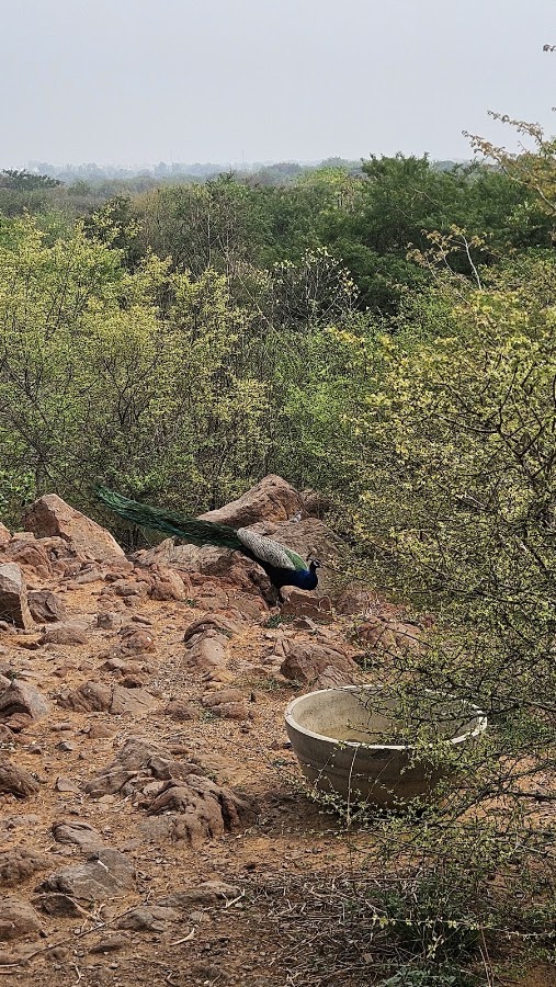 Aravali Biodiversity Park photo 10