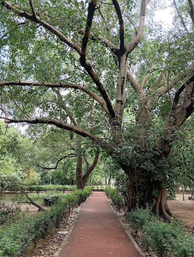 District Park photo 4