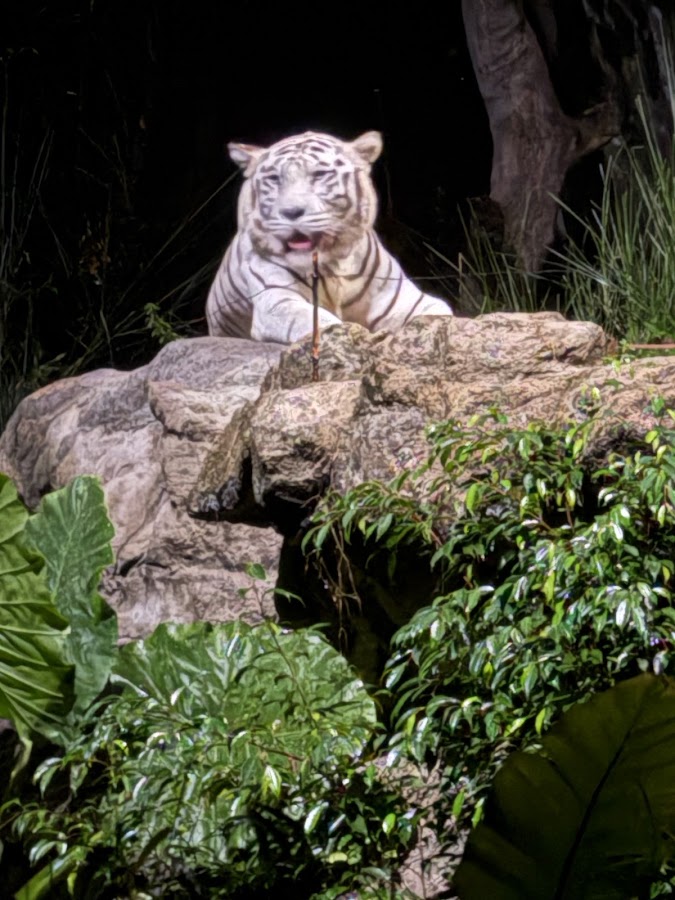 Night Safari photo 6