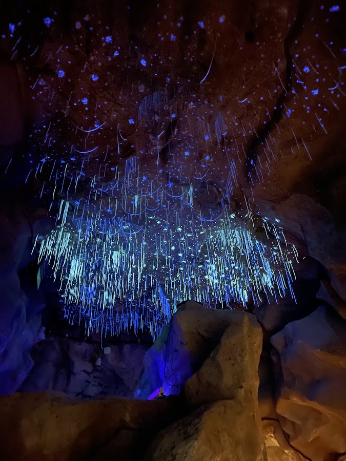 Night Safari photo 7