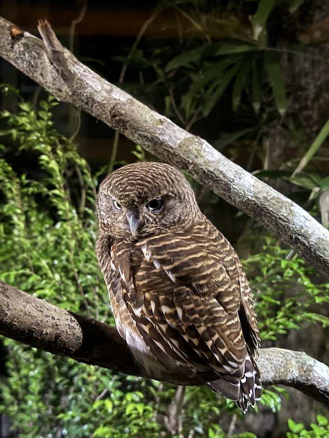 Night Safari photo 10