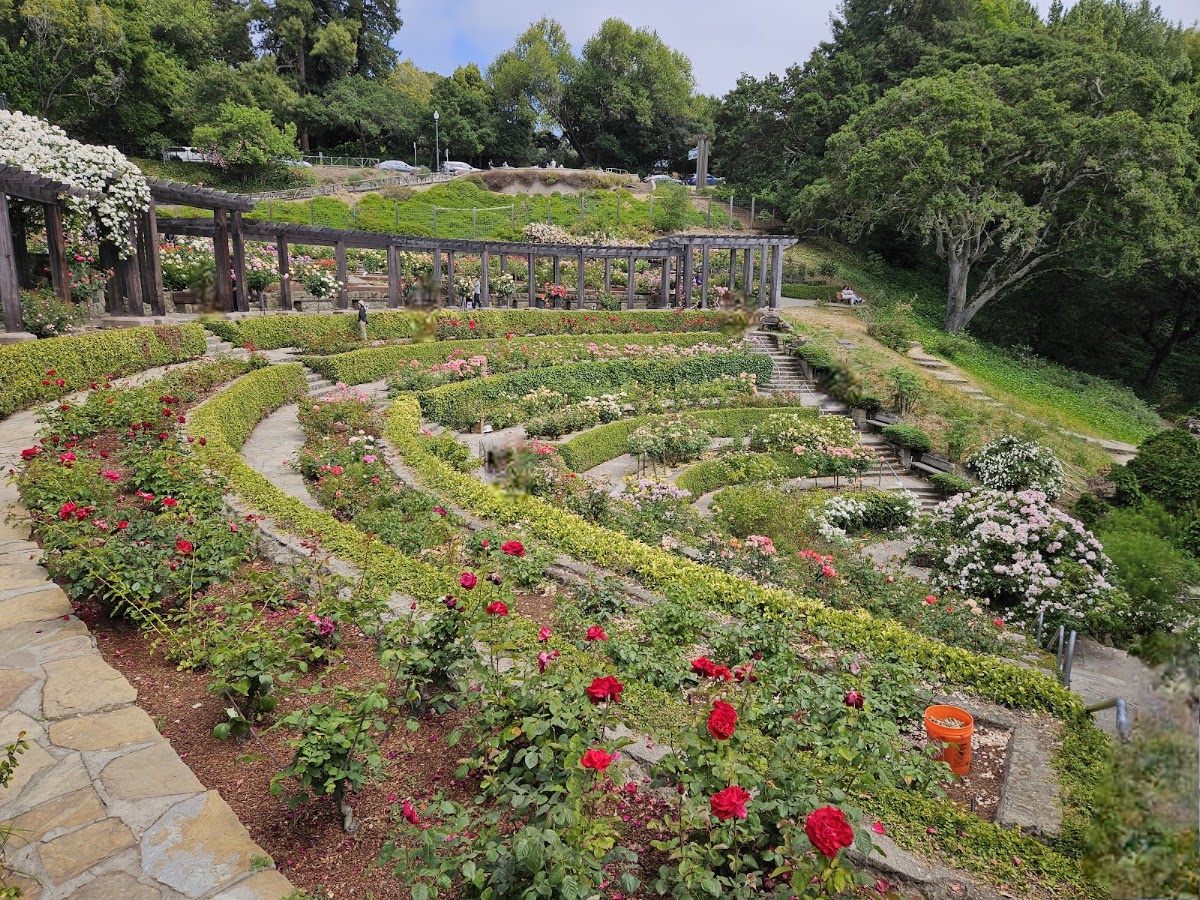 Berkeley Rose Garden