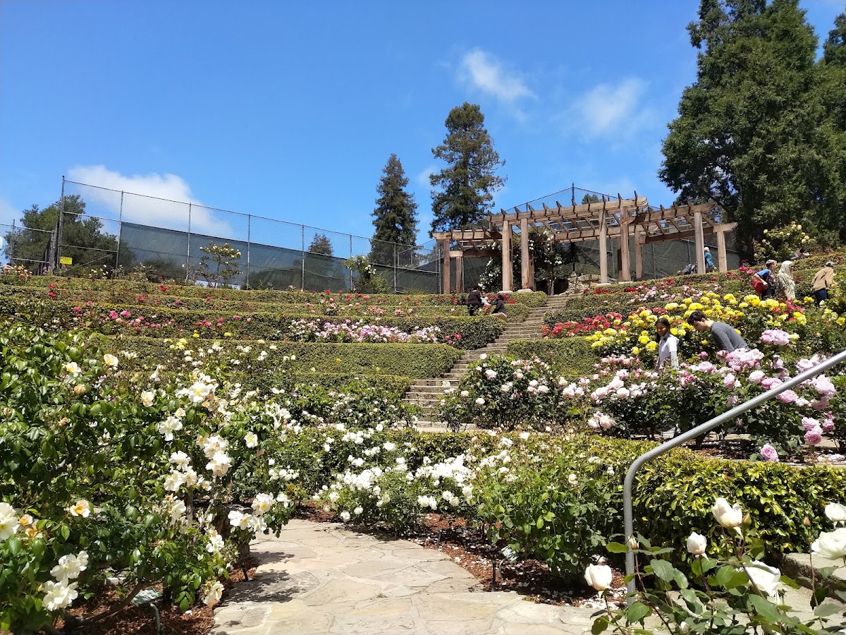 Berkeley Rose Garden photo 2
