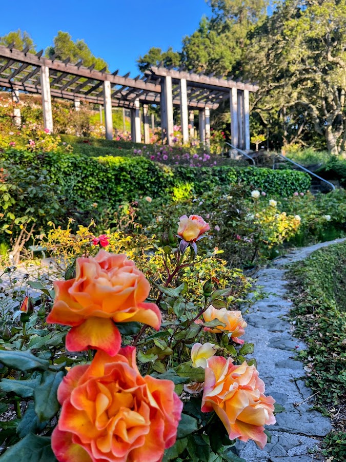 Berkeley Rose Garden photo 4