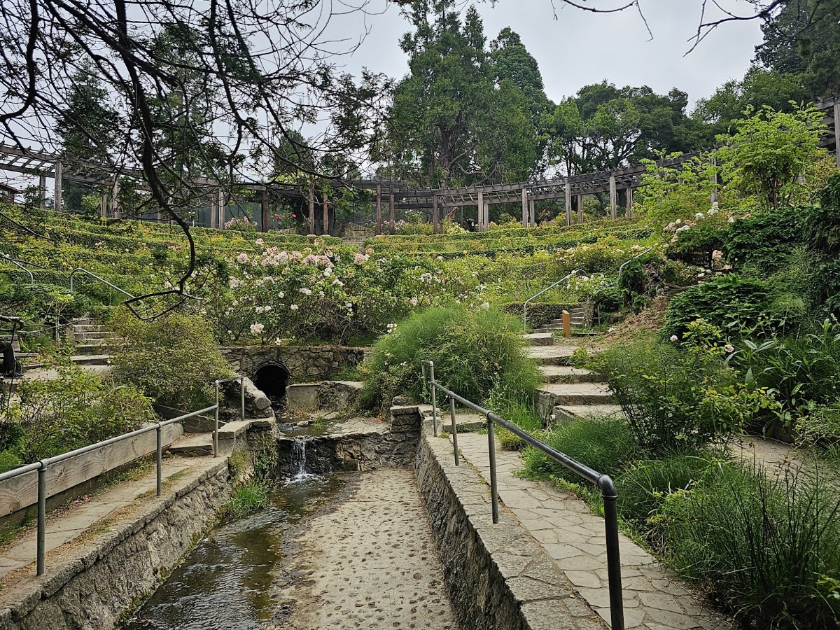 Berkeley Rose Garden photo 9
