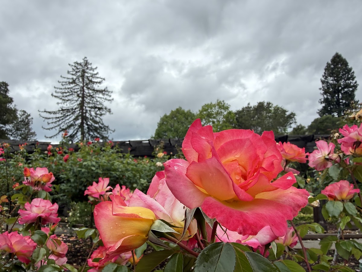Berkeley Rose Garden photo 10